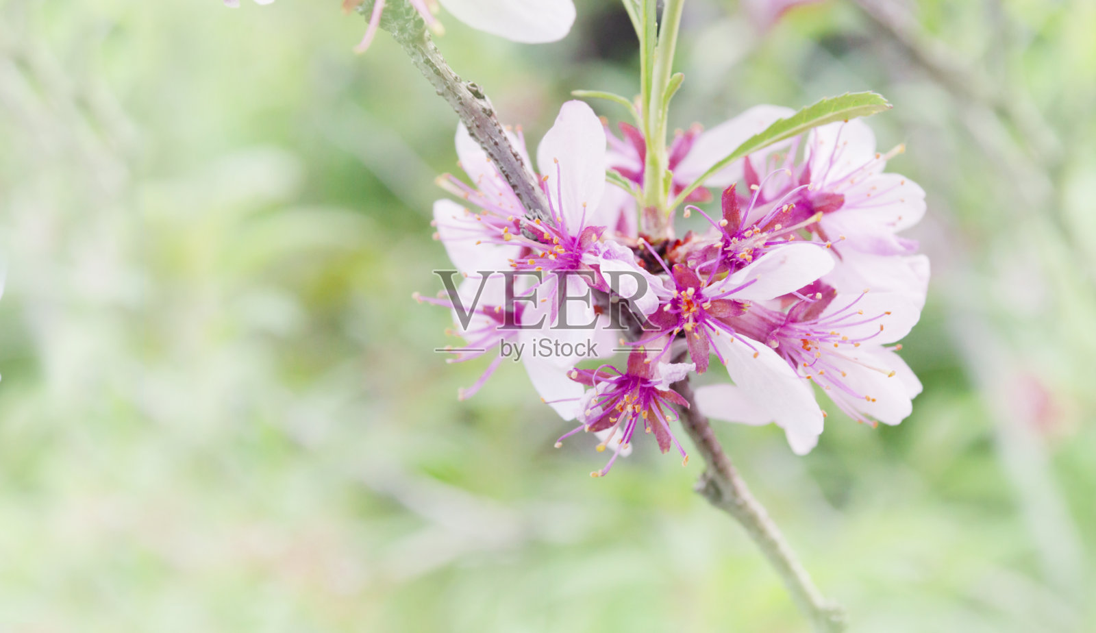一种装饰性榛花的粉红色花朵照片摄影图片