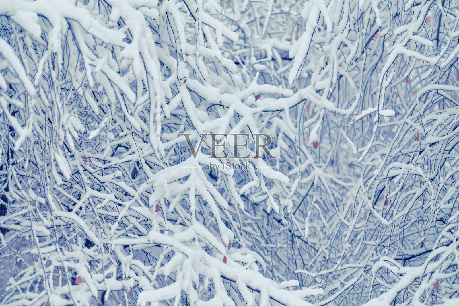 冬天下雪了，秋天树枝上盖满了树叶。在俄罗斯莫斯科，雪花落在树叶上照片摄影图片