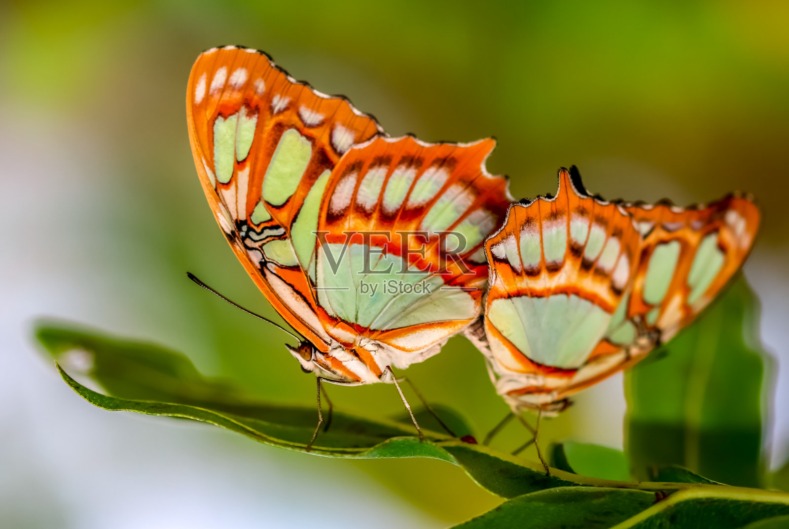 蝴蝶喜欢伴侣照片摄影图片