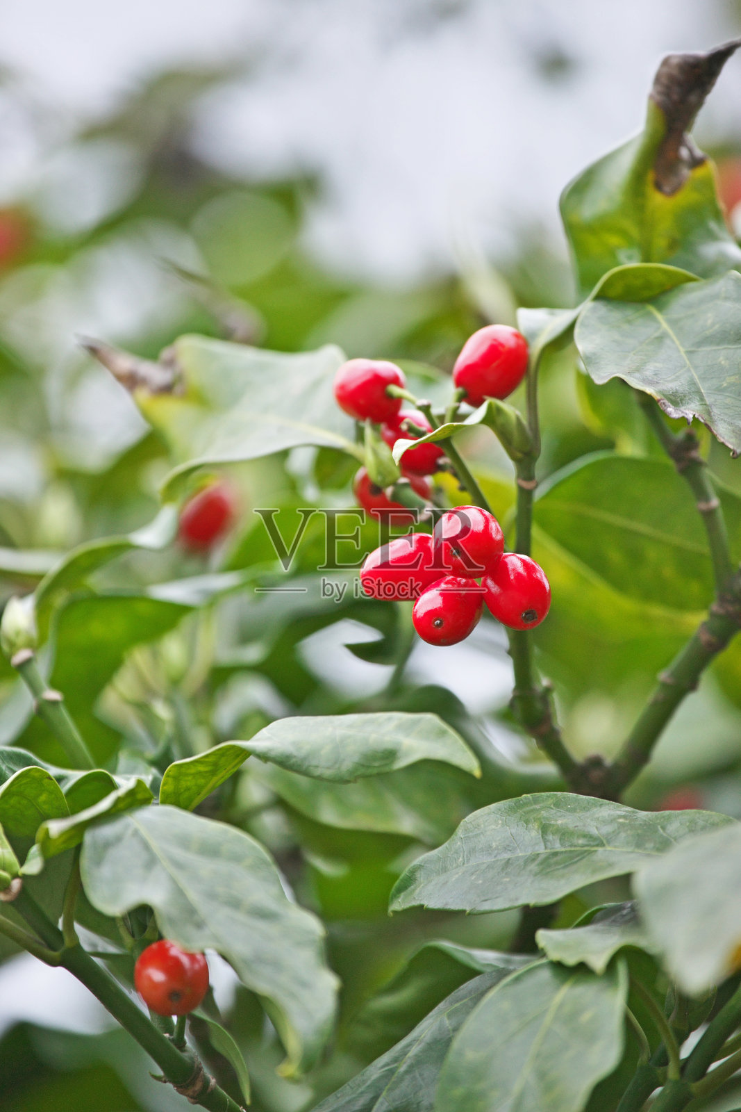 桃叶珊瑚果实照片摄影图片