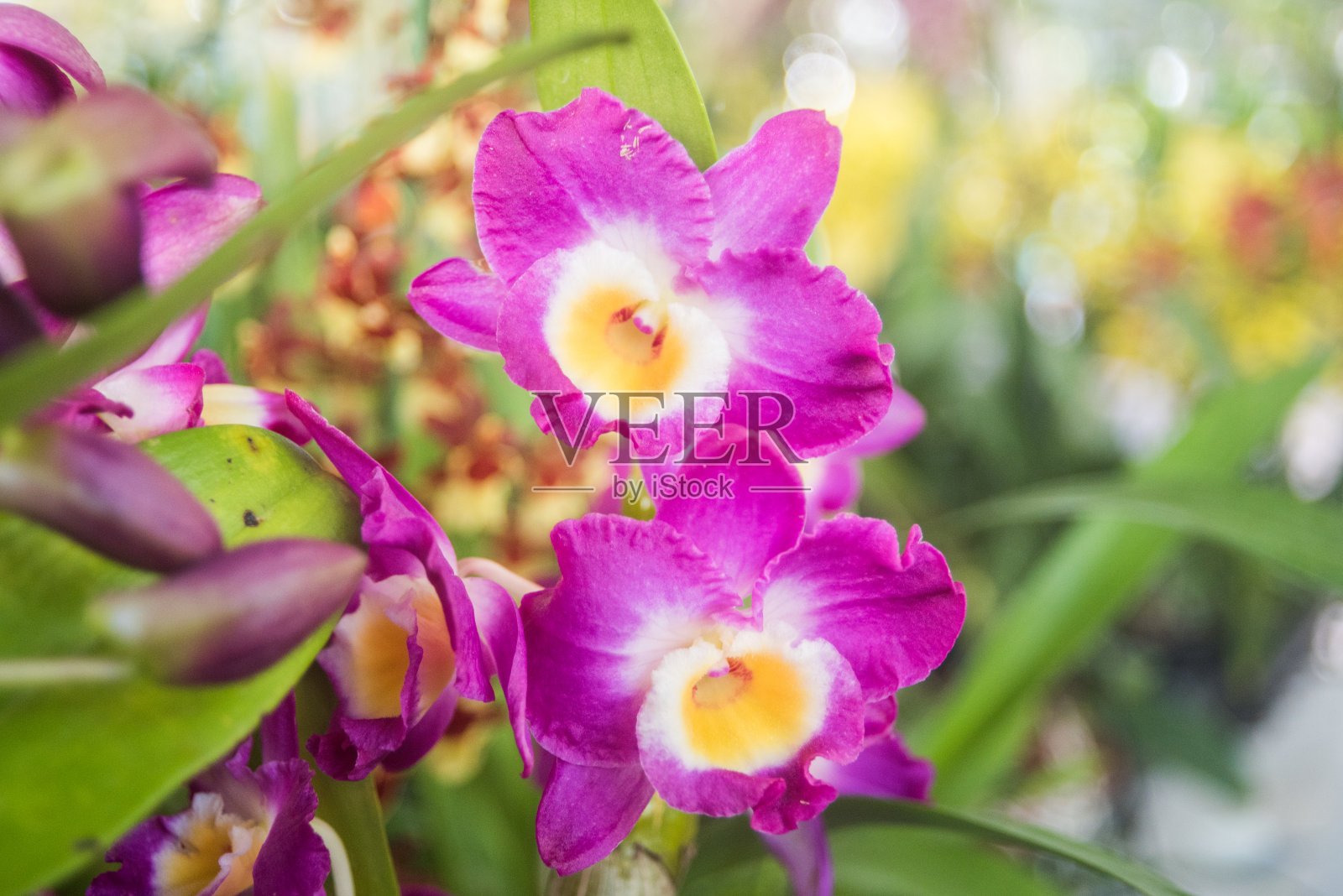 兰花照片摄影图片