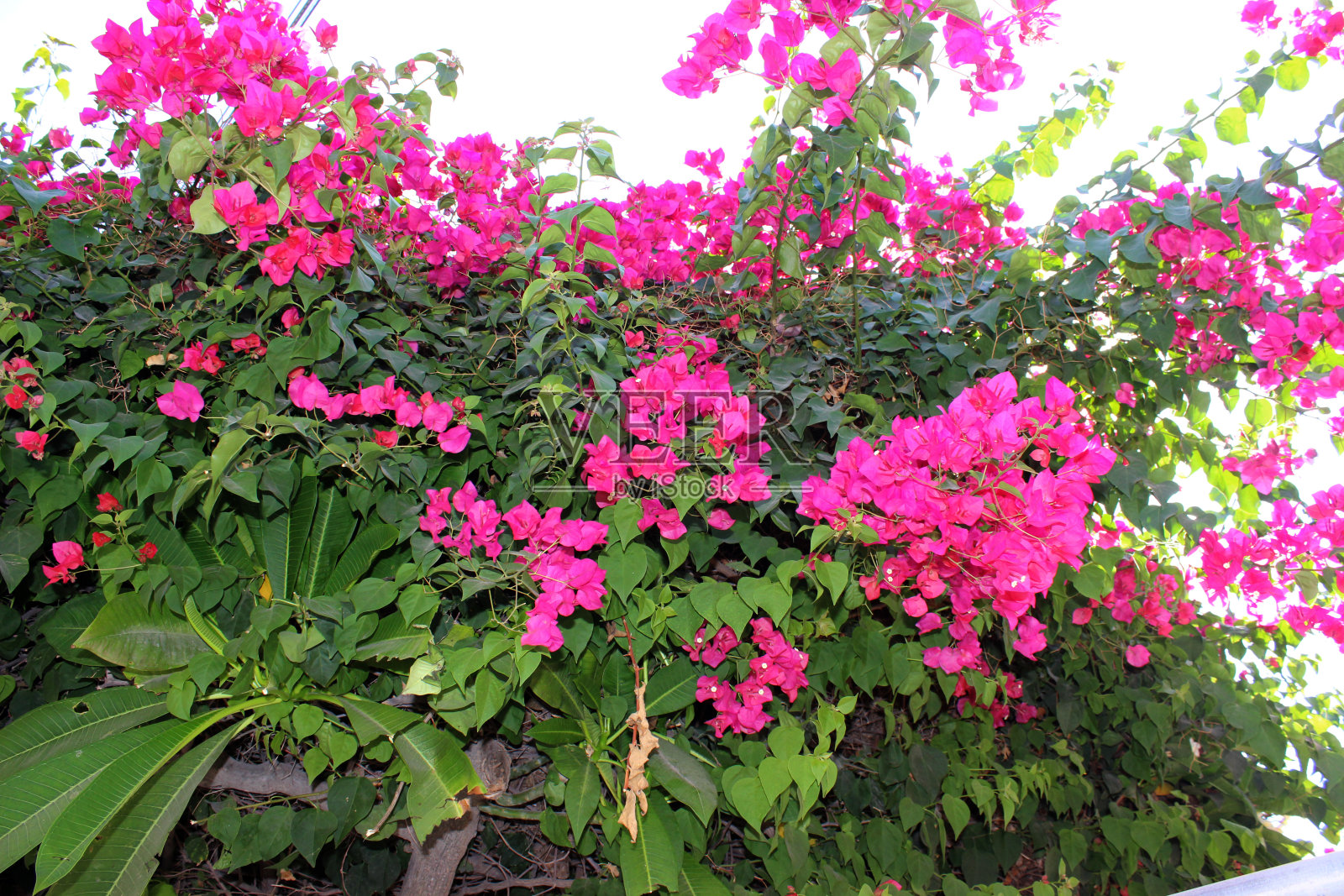盛开的树与美丽的粉红色花朵。照片摄影图片