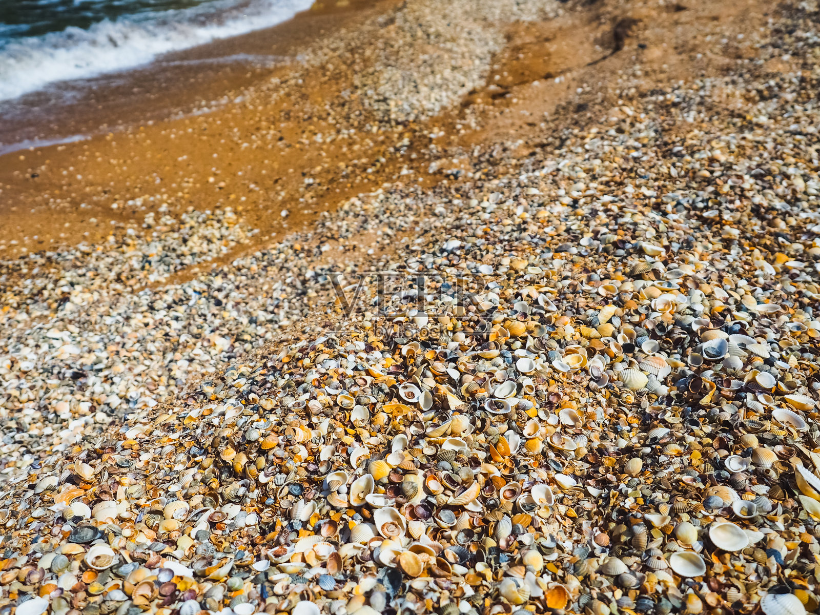 贝壳海上的海滩。贝壳的背景。照片摄影图片