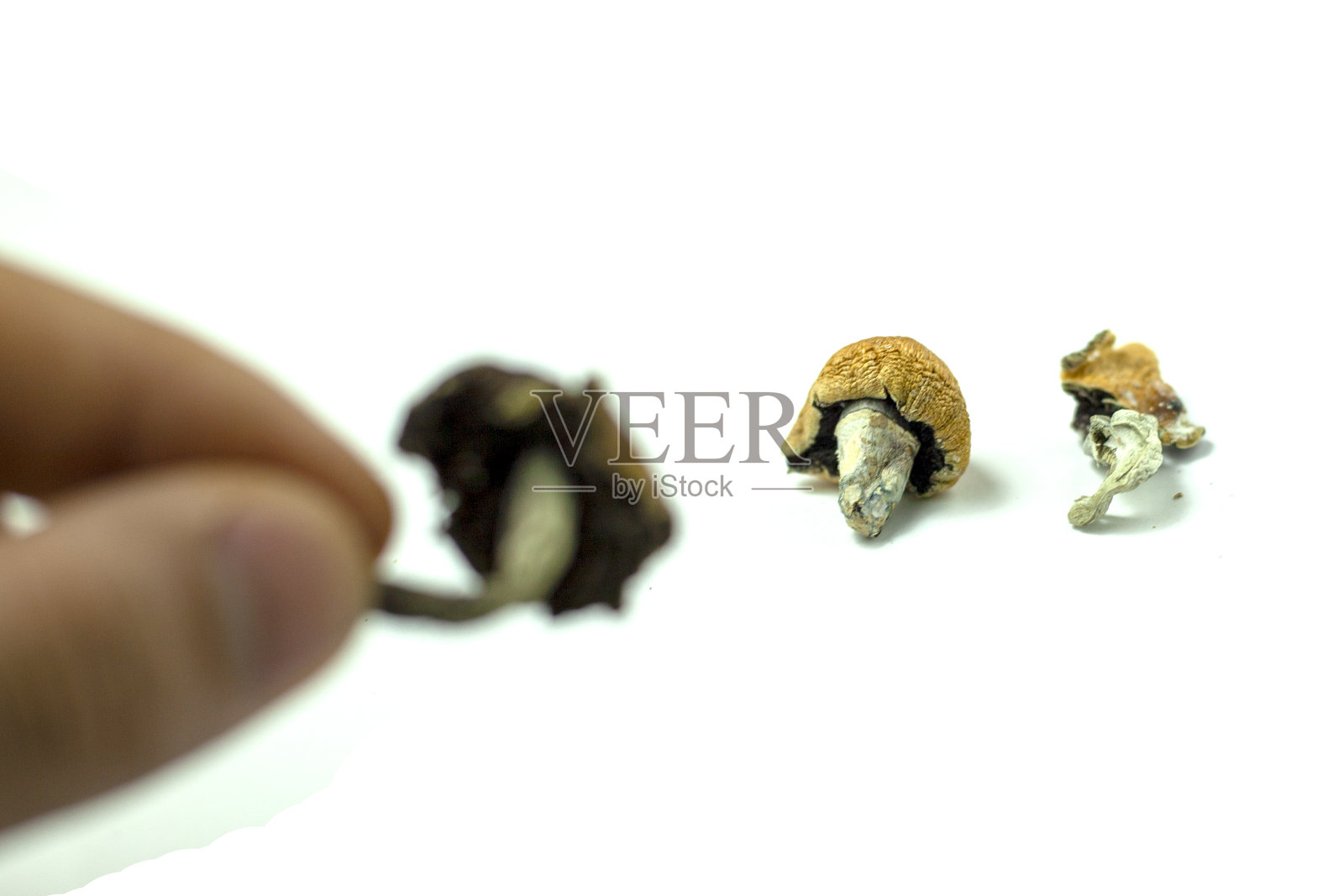 魔菇照片摄影图片