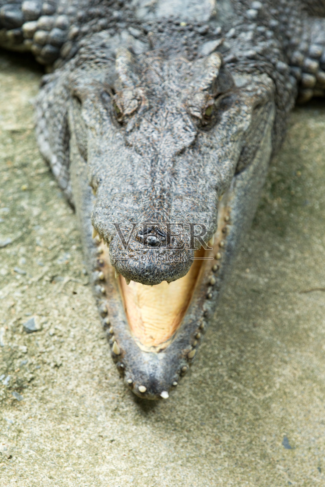 鳄鱼的特写照片摄影图片