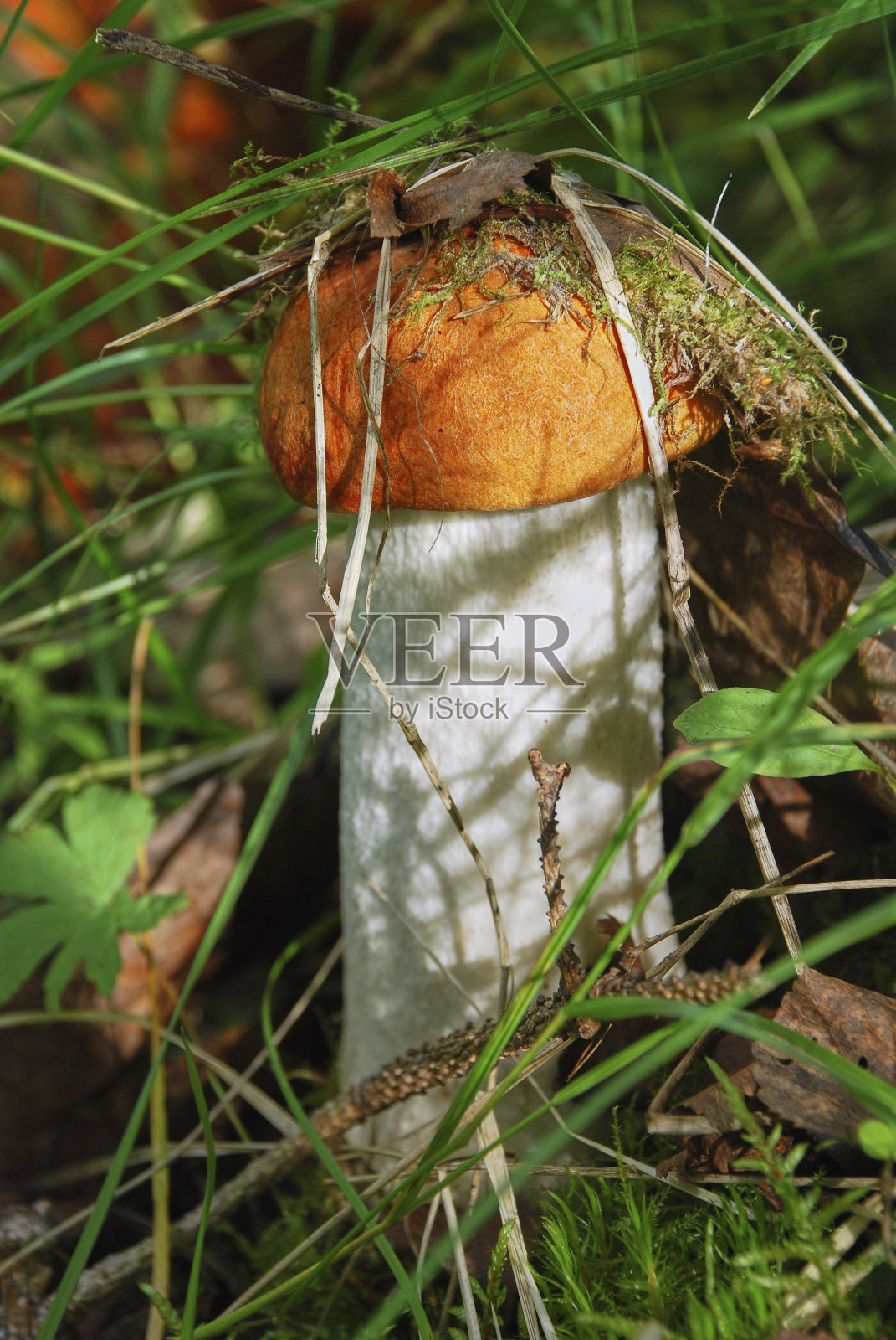 牛肝菌秋天在森林里。叶子上的蘑菇照片摄影图片