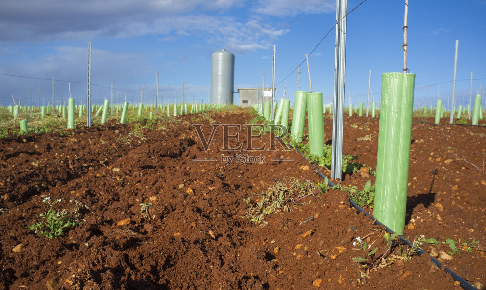 成排的葡萄藤芽由树庇护管保护和滴灌系统照片摄影图片