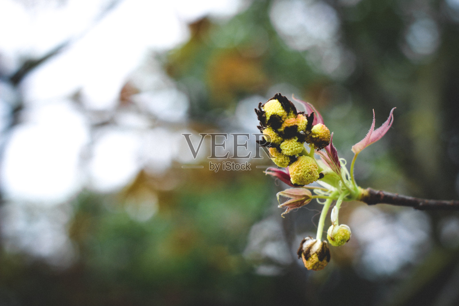 花照片摄影图片