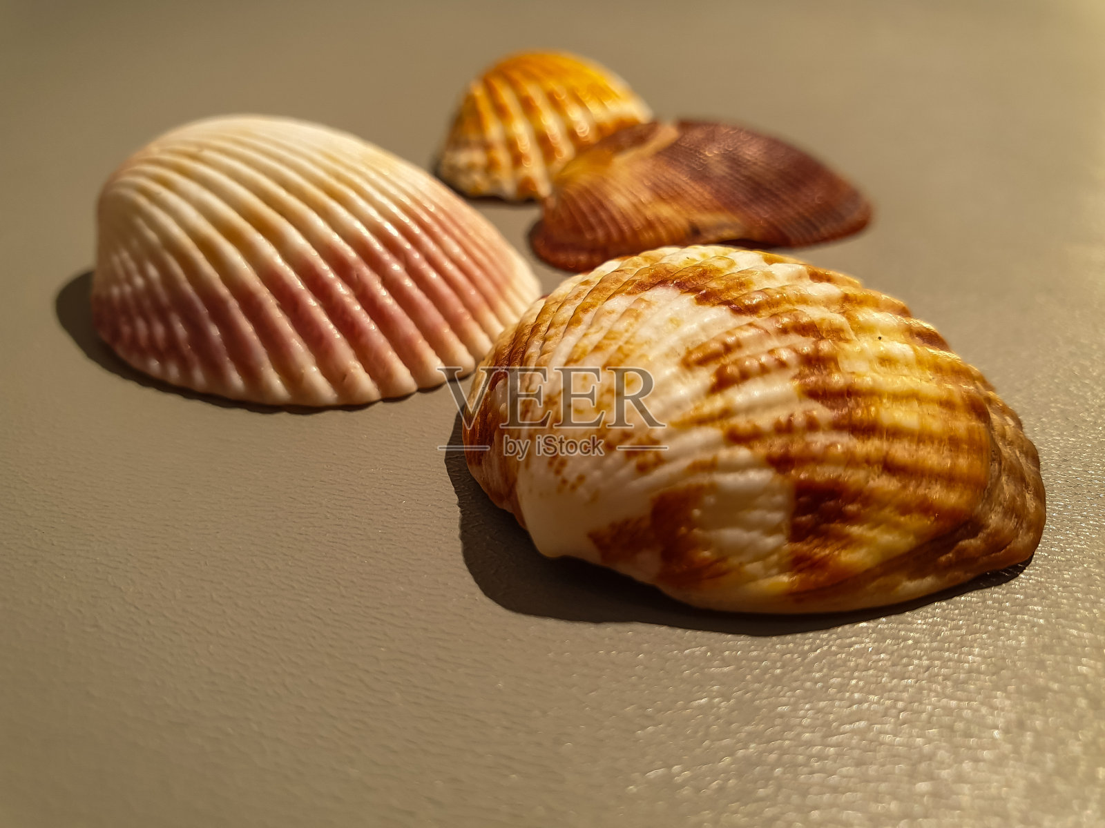 贝壳密切起来。贝壳和珊瑚。照片摄影图片