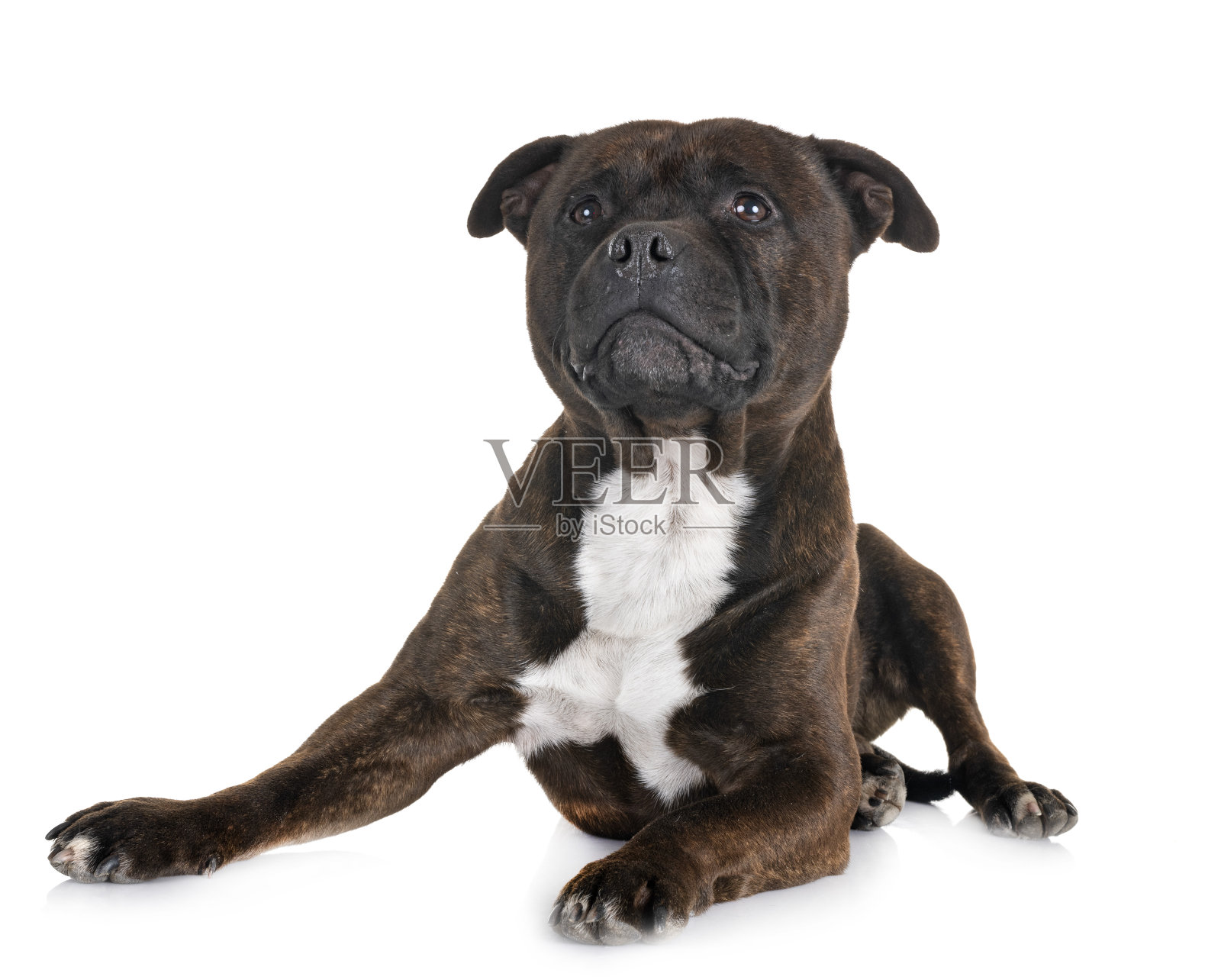 斯塔福郡斗牛梗照片摄影图片