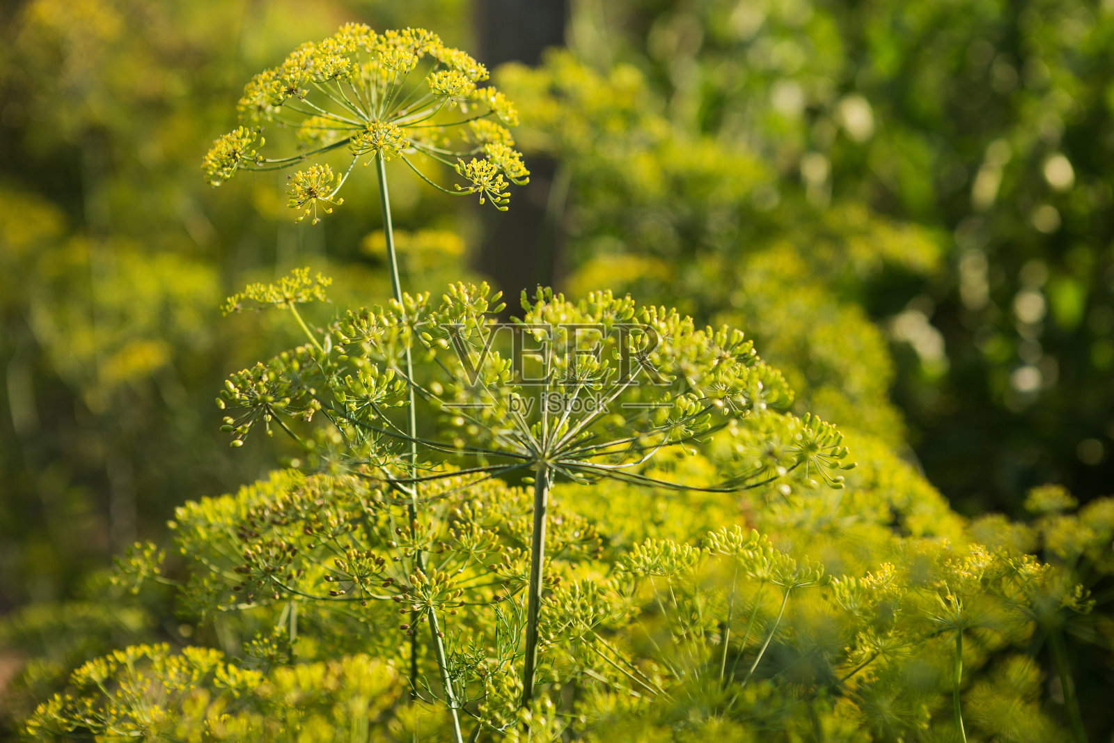 许多成熟的小茴香在农园的花序，大伞的种子，芳香的香料，特写照片摄影图片
