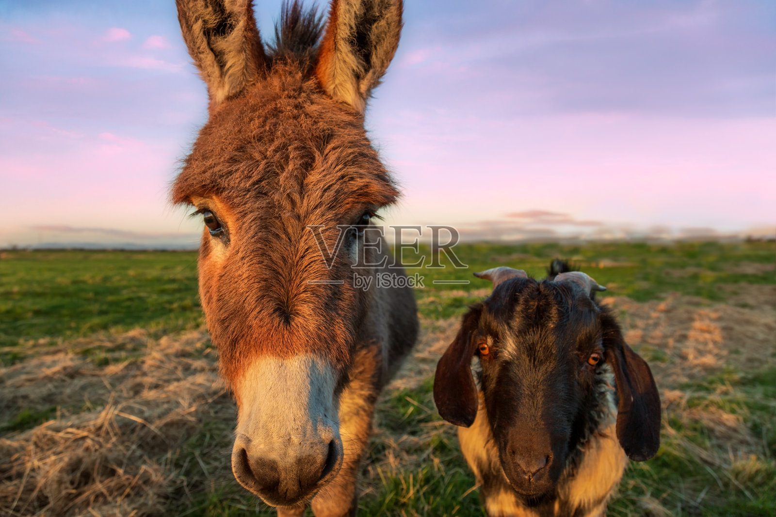 日落时的驴子和山羊的彩色肖像，加利福尼亚，美国照片摄影图片