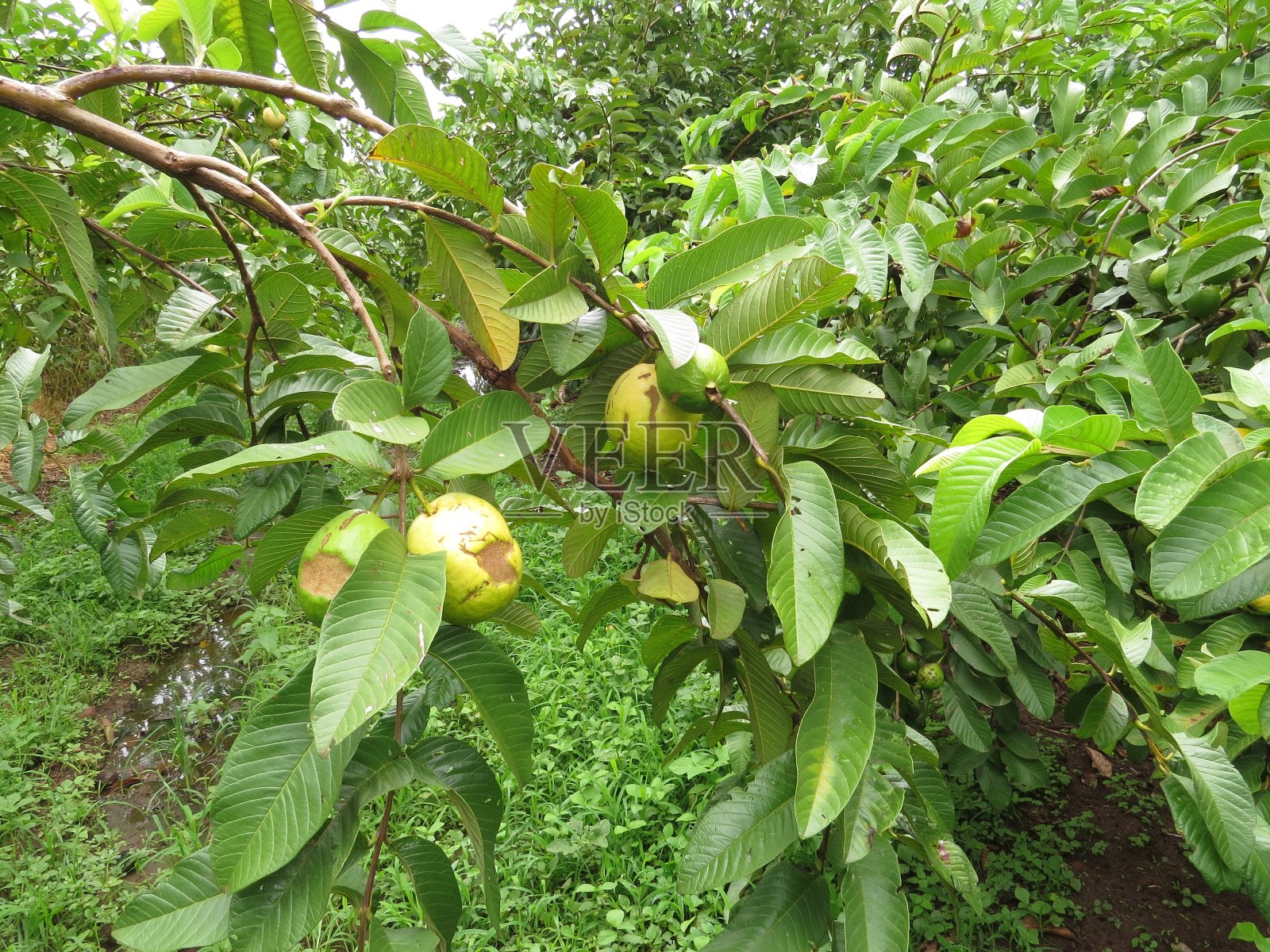 番石榴种植园照片摄影图片