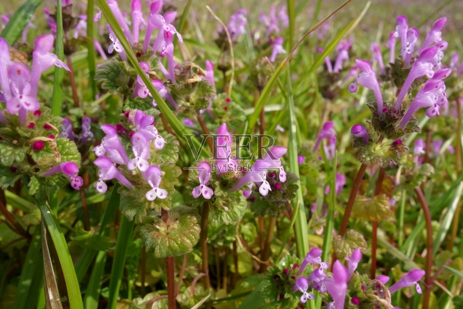 Hotokenoza在日本照片摄影图片