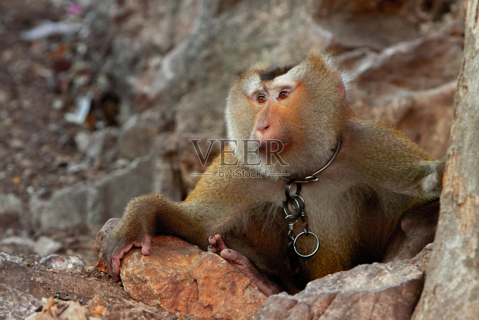 野生长臂猿上了铁链——虐待动物照片摄影图片