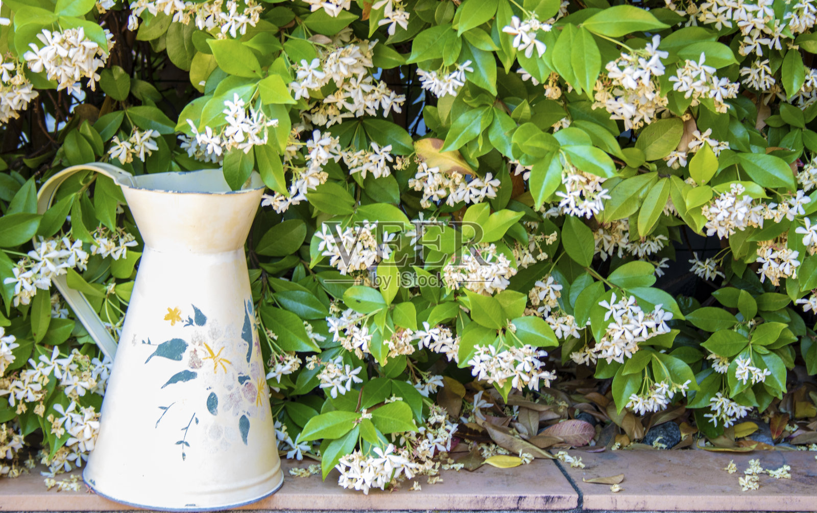 喷壶的背景上有花的植物照片摄影图片