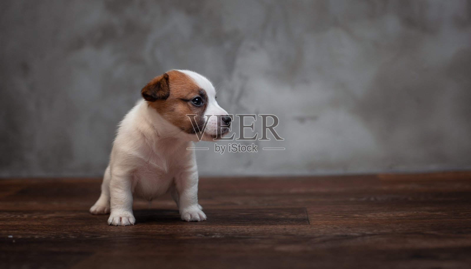 一只带有棕色斑点的杰克罗素梗狗站在木地板上，背景是一堵灰色的墙。照片摄影图片