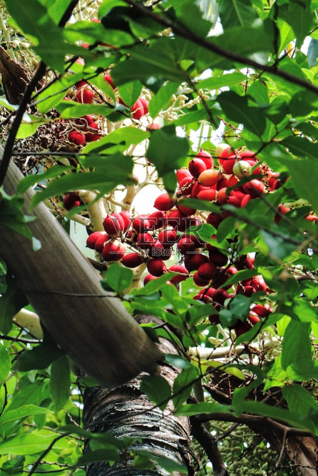 棕榈树果实/种子-热带树-装饰树花园泰国照片摄影图片