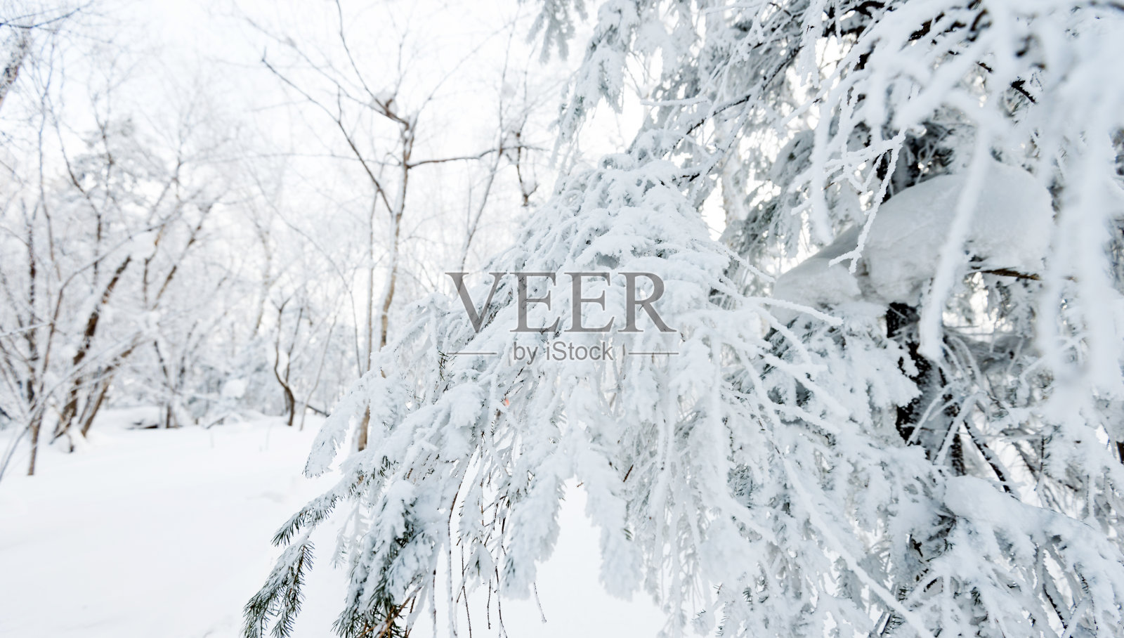 树枝上覆盖着雪照片摄影图片