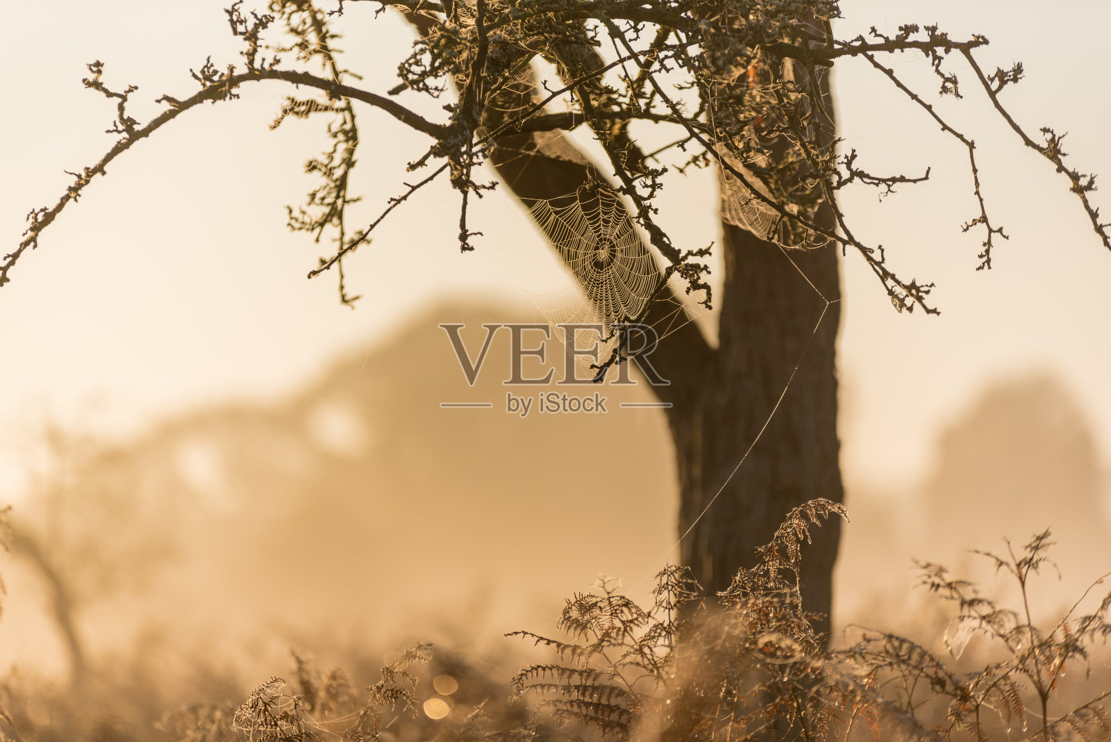 树上的蜘蛛网照片摄影图片