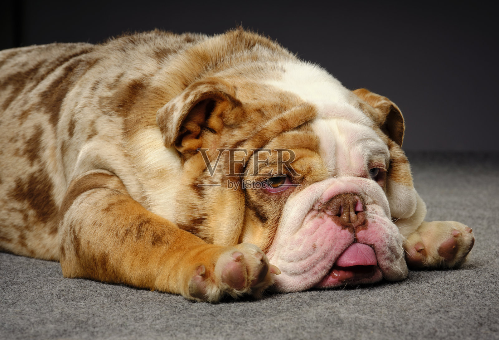 美国斗牛犬的肖像照片摄影图片