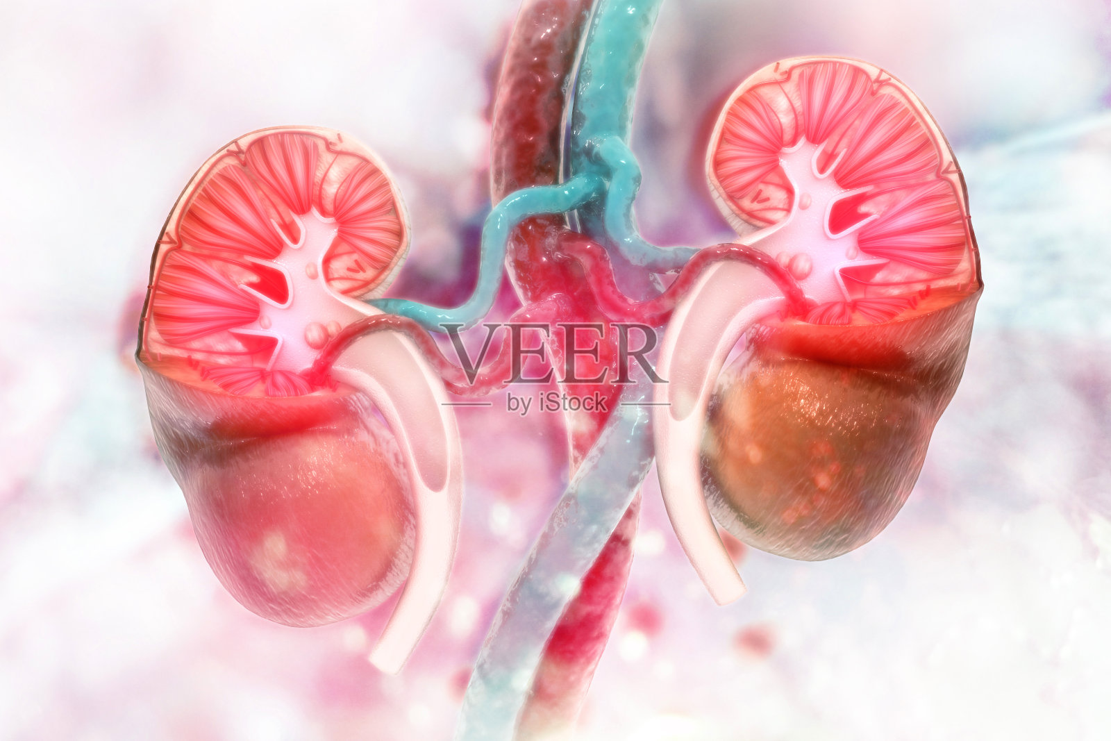 人体肾脏横截面的科学背景照片摄影图片