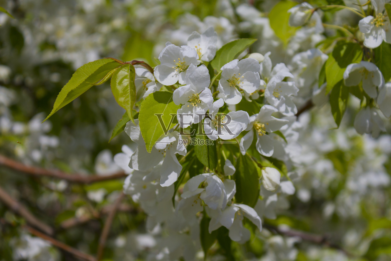 苹果树开花。照片摄影图片