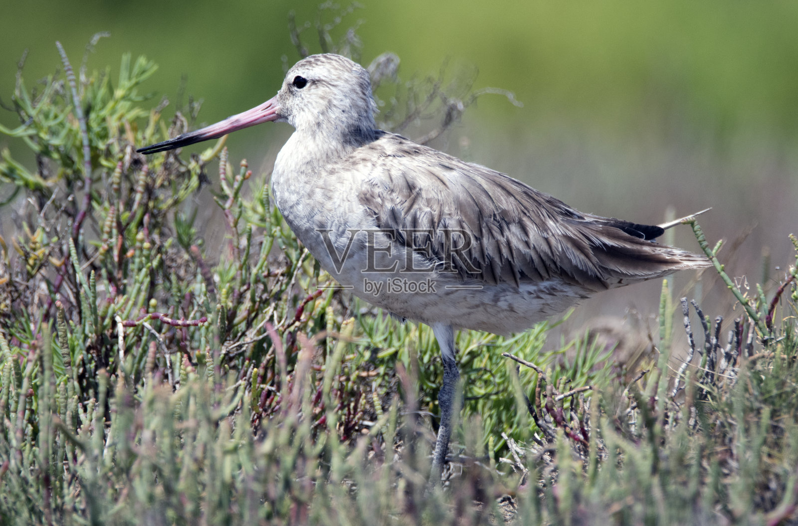 新南威尔士州纽卡斯尔的河口观鸟照片摄影图片