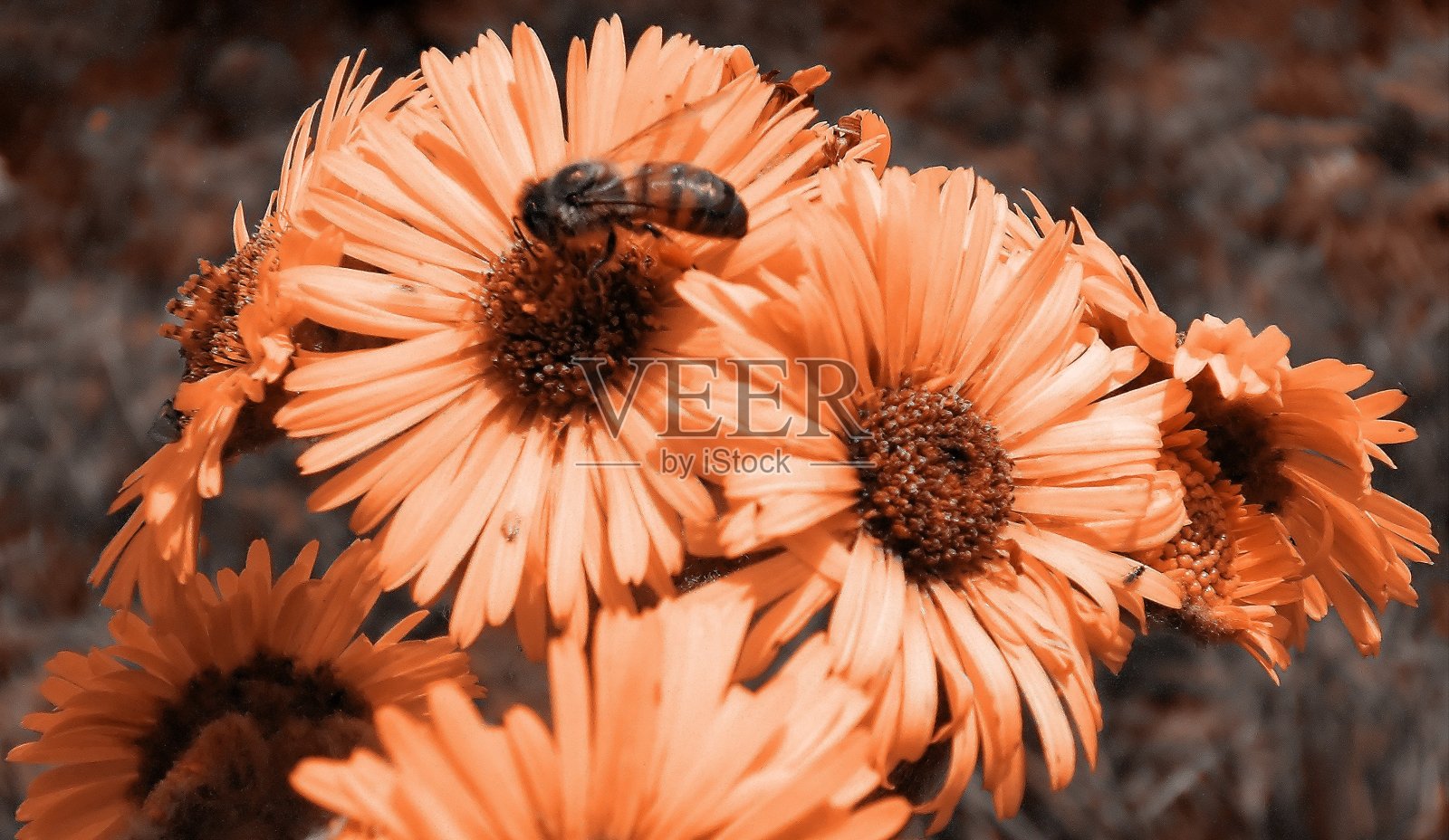 高山上的花照片摄影图片