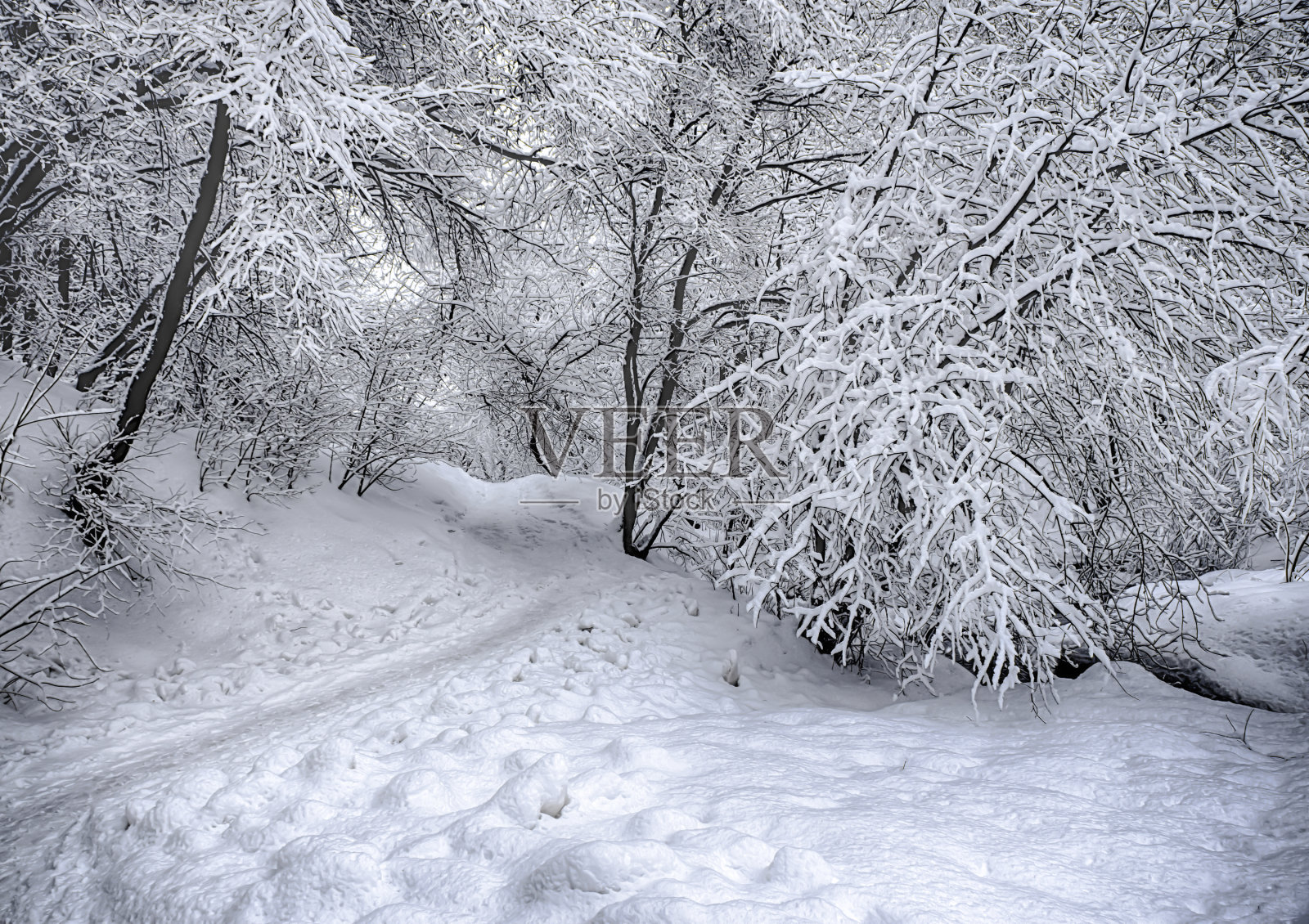 戏剧性的冬季雪景观森林雪在树枝vignetting HDR照片照片摄影图片