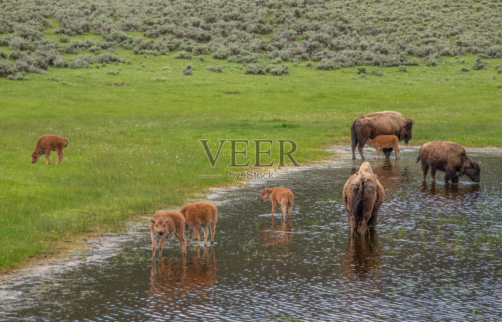 野牛和它们的幼崽照片摄影图片