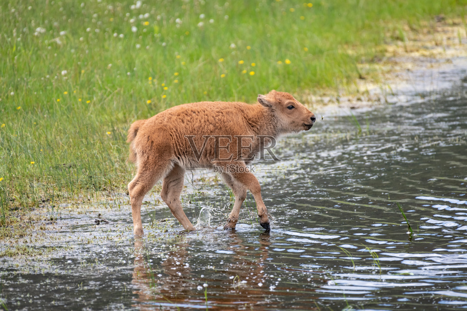 野牛calvea玩照片摄影图片