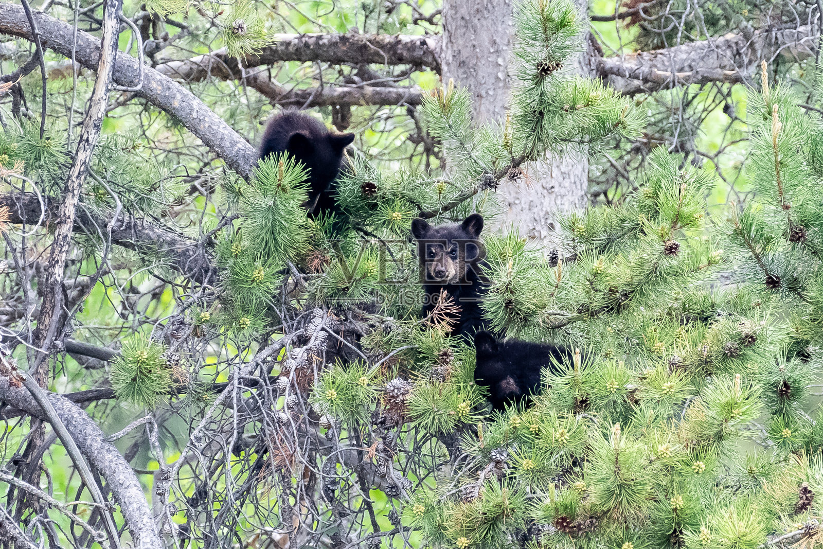 黑熊幼崽和妈妈照片摄影图片