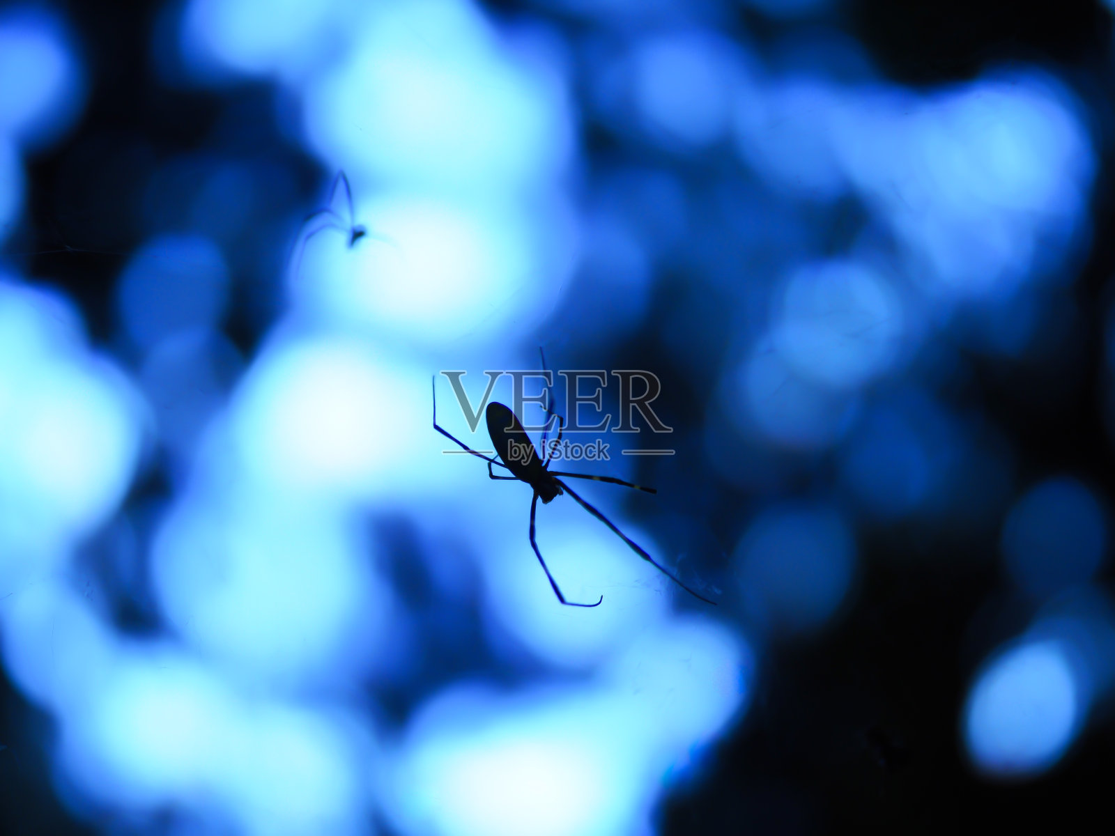 蜘蛛和植物剪影。照片摄影图片