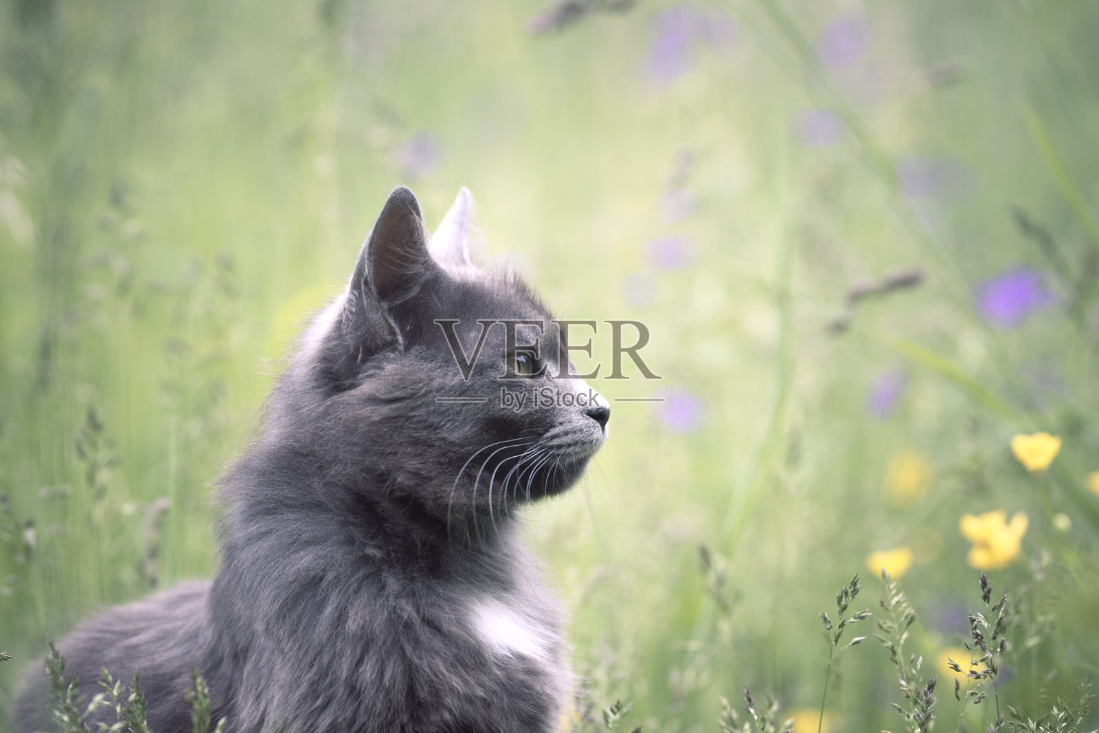 户外聊天照片摄影图片