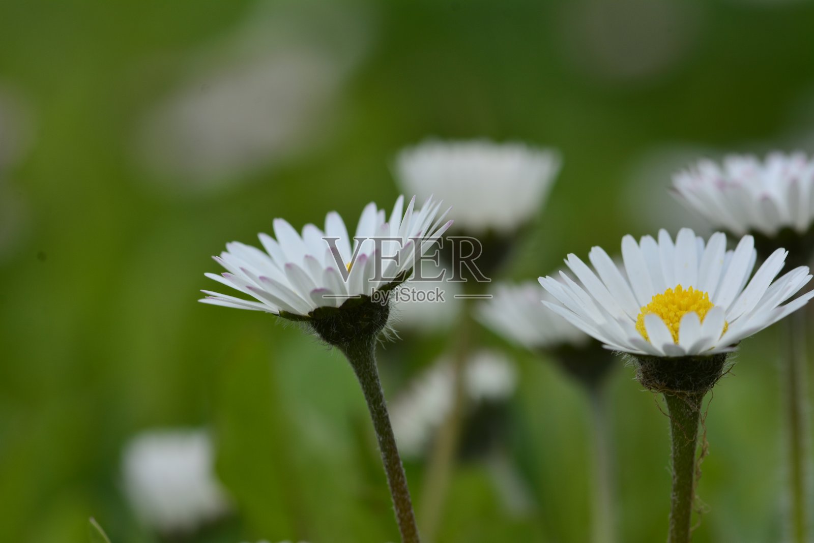 雏菊微距摄影照片摄影图片
