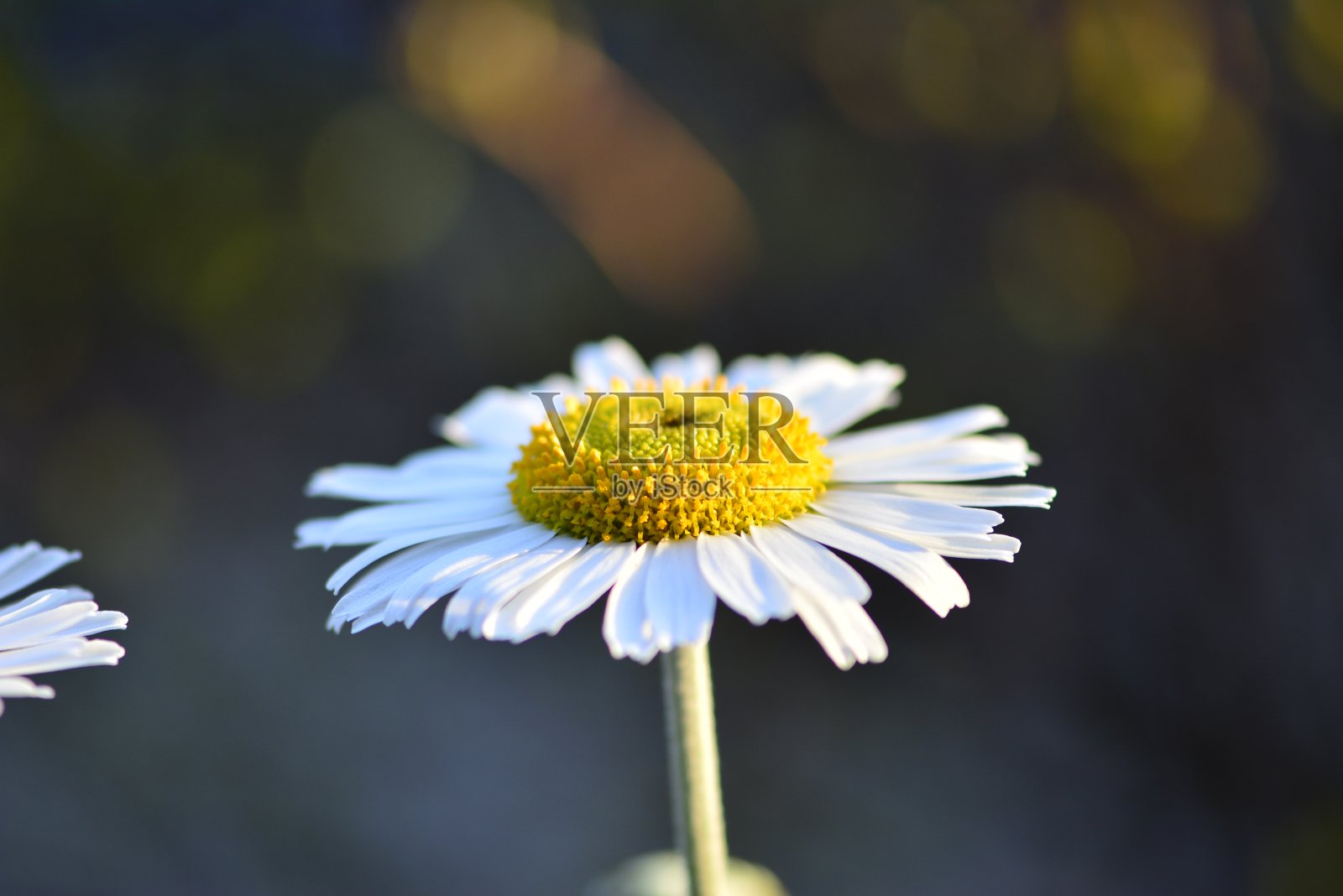 阳光下的白色和黄色雏菊照片摄影图片