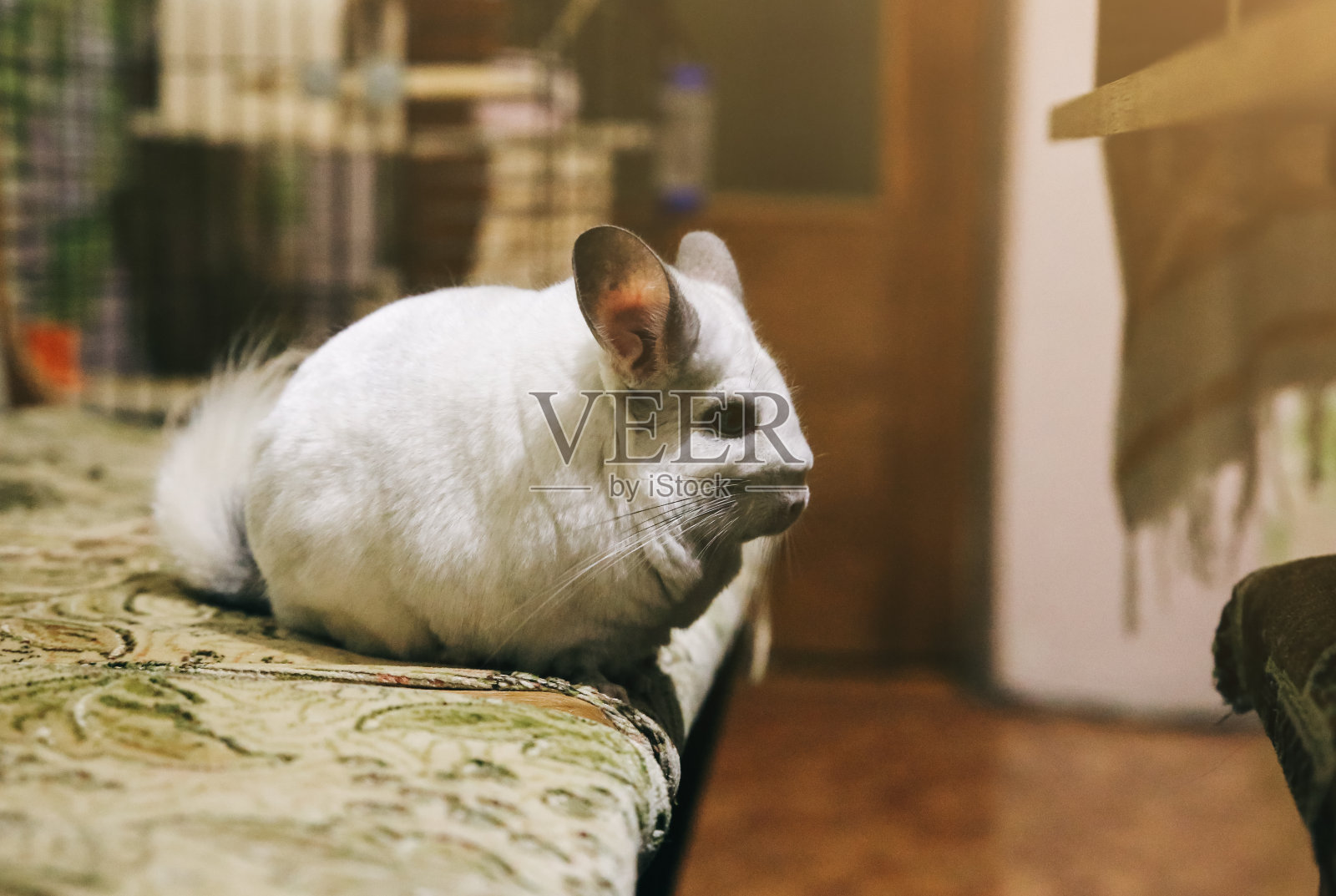 可爱的白色毛绒绒的栗鼠在家里玩。厨房里最喜欢的宠物。照片摄影图片