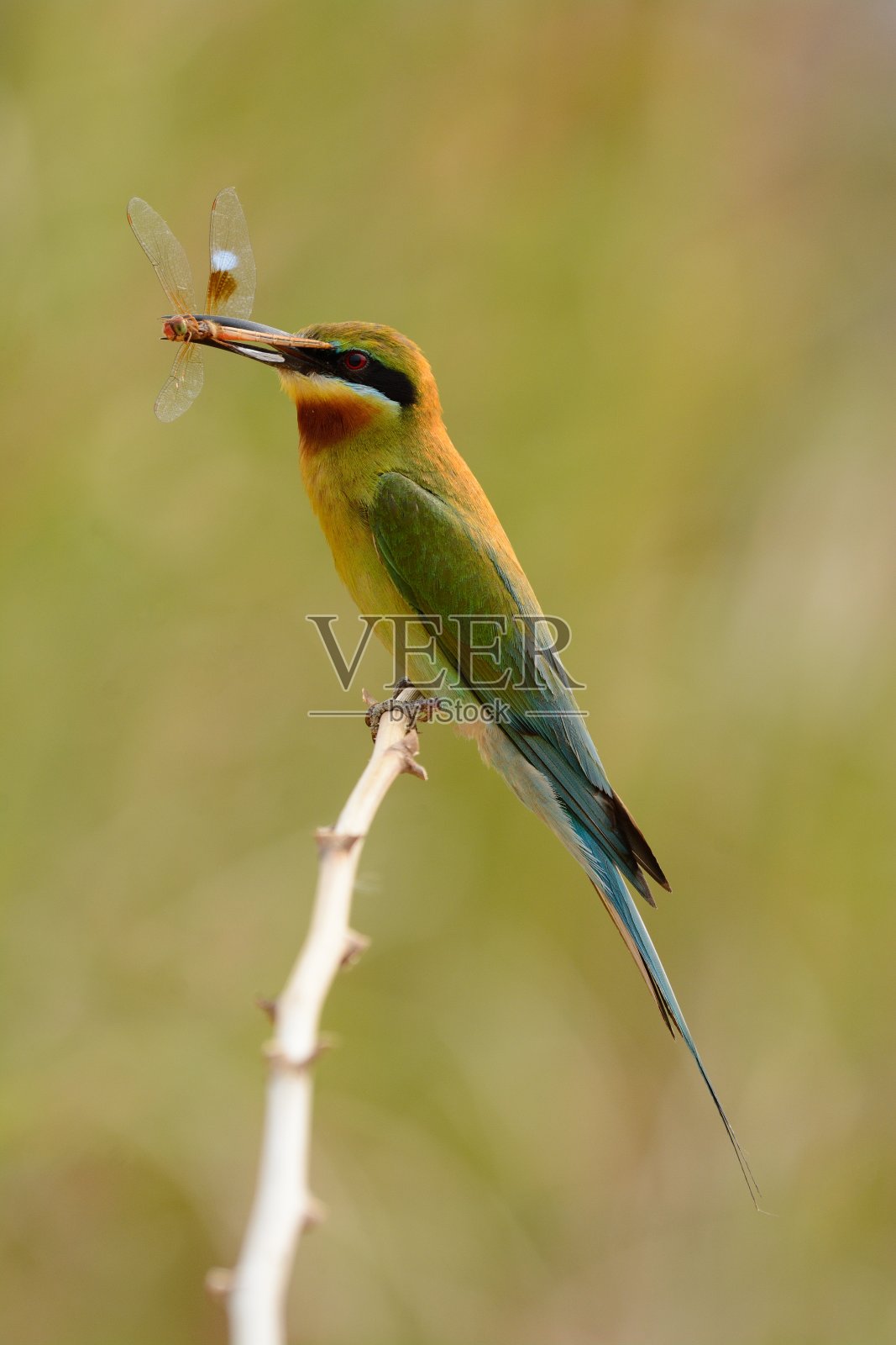 蓝尾食蜂鸟照片摄影图片