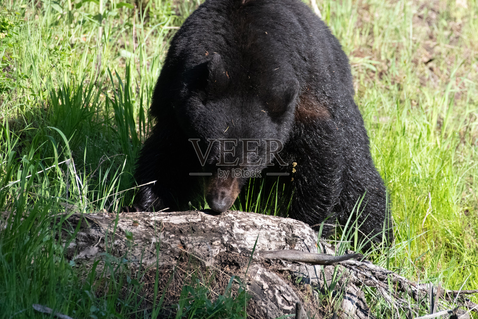 美丽的黑熊走向相机照片摄影图片