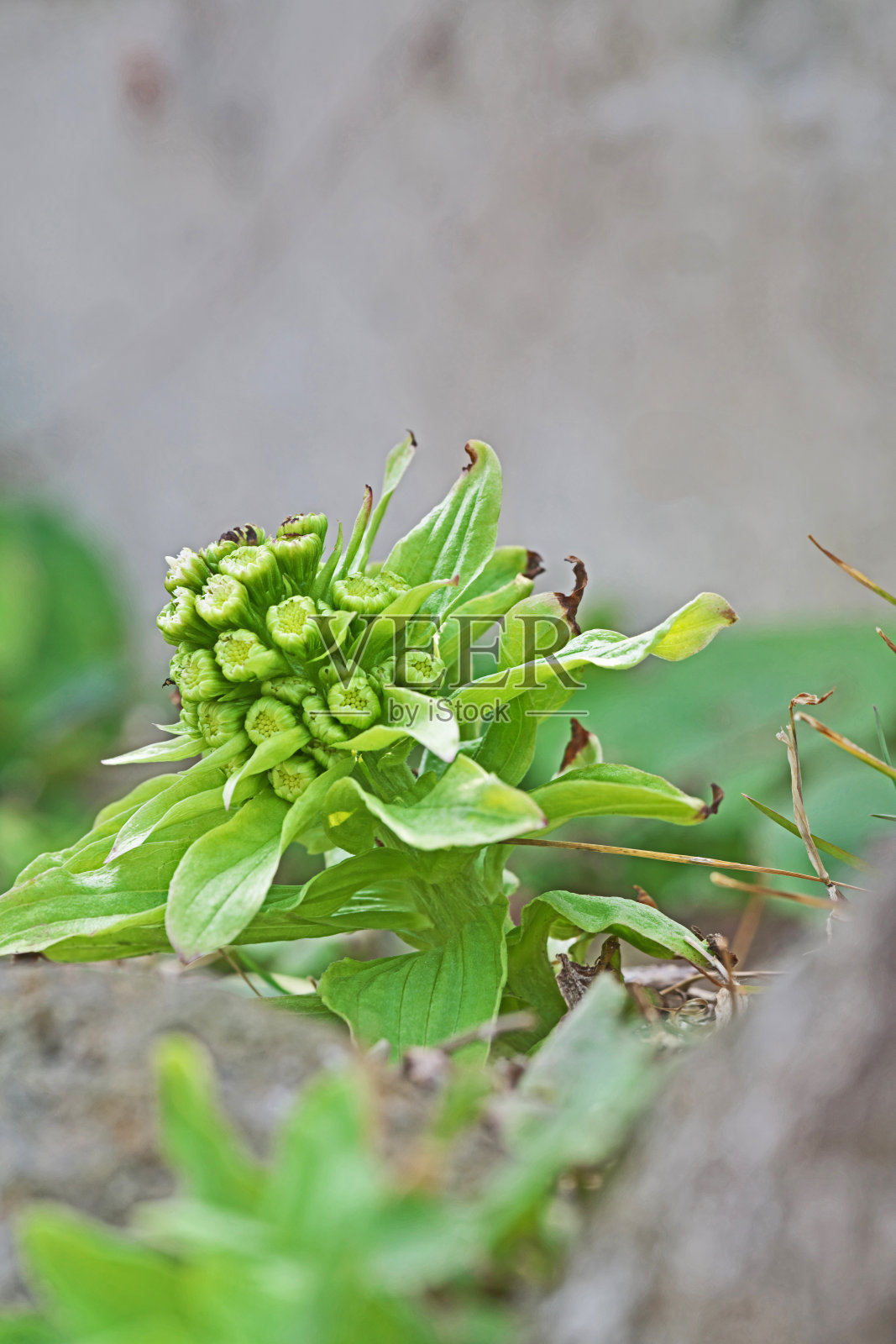 Petasites对虾照片摄影图片