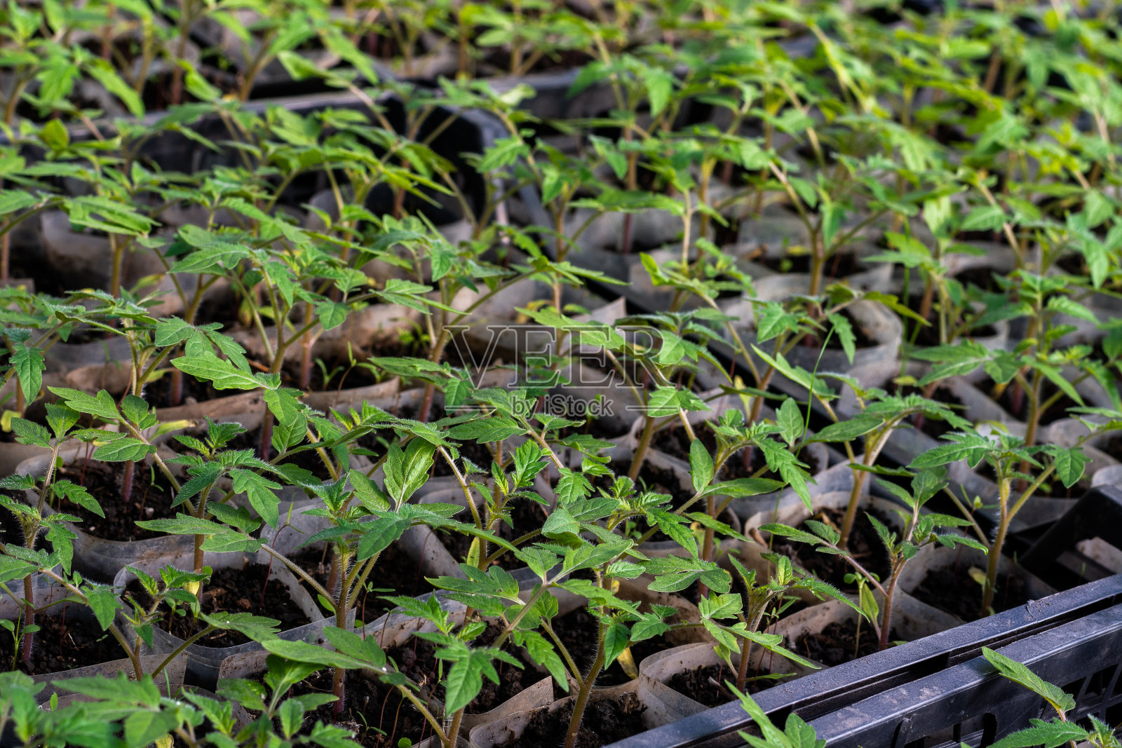 温室里的西红柿幼苗的绿色幼苗照片摄影图片