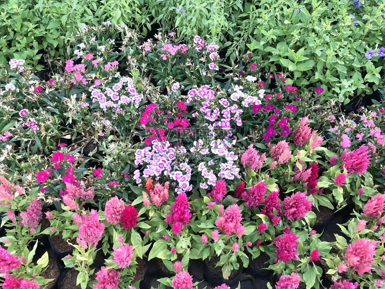 粉红色的花盛开在花园里，花田为背景照片摄影图片