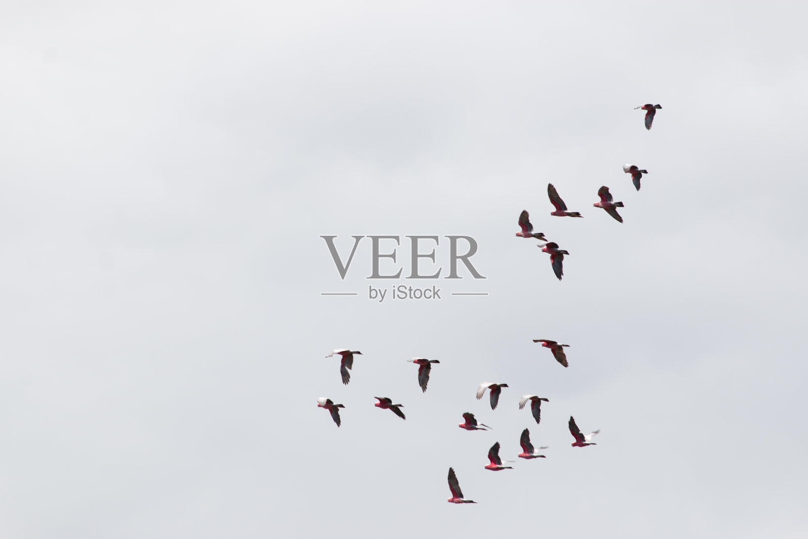 鸟群在蓝天飞翔，鸟群加拉粉红凤头鹦鹉澳大利亚黄金海岸照片摄影图片