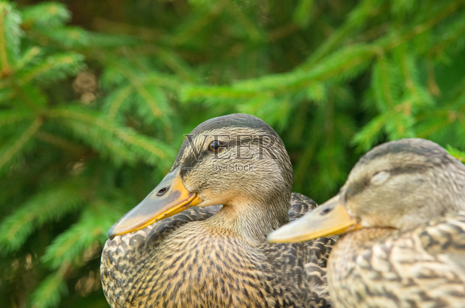 鸭子的肖像照片摄影图片