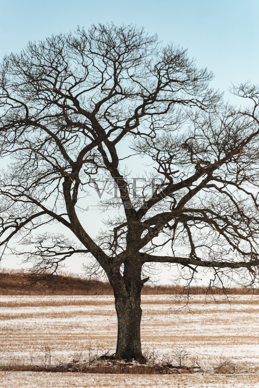 孤独的榆树照片摄影图片
