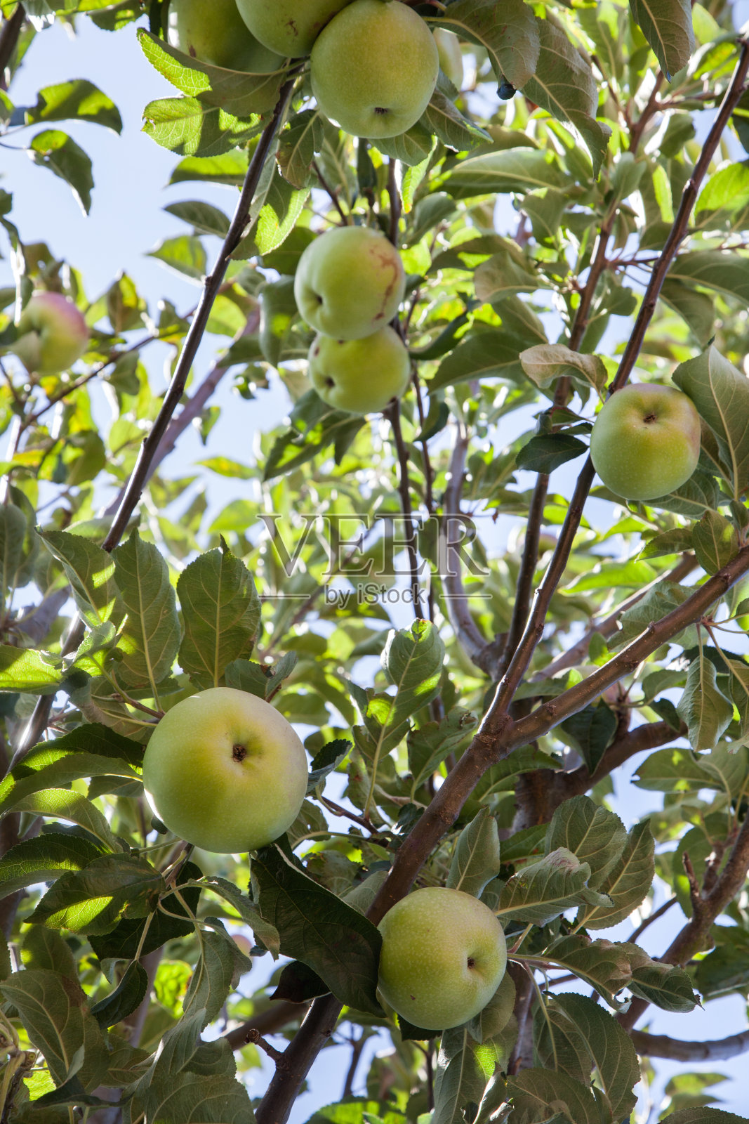 苹果树照片摄影图片