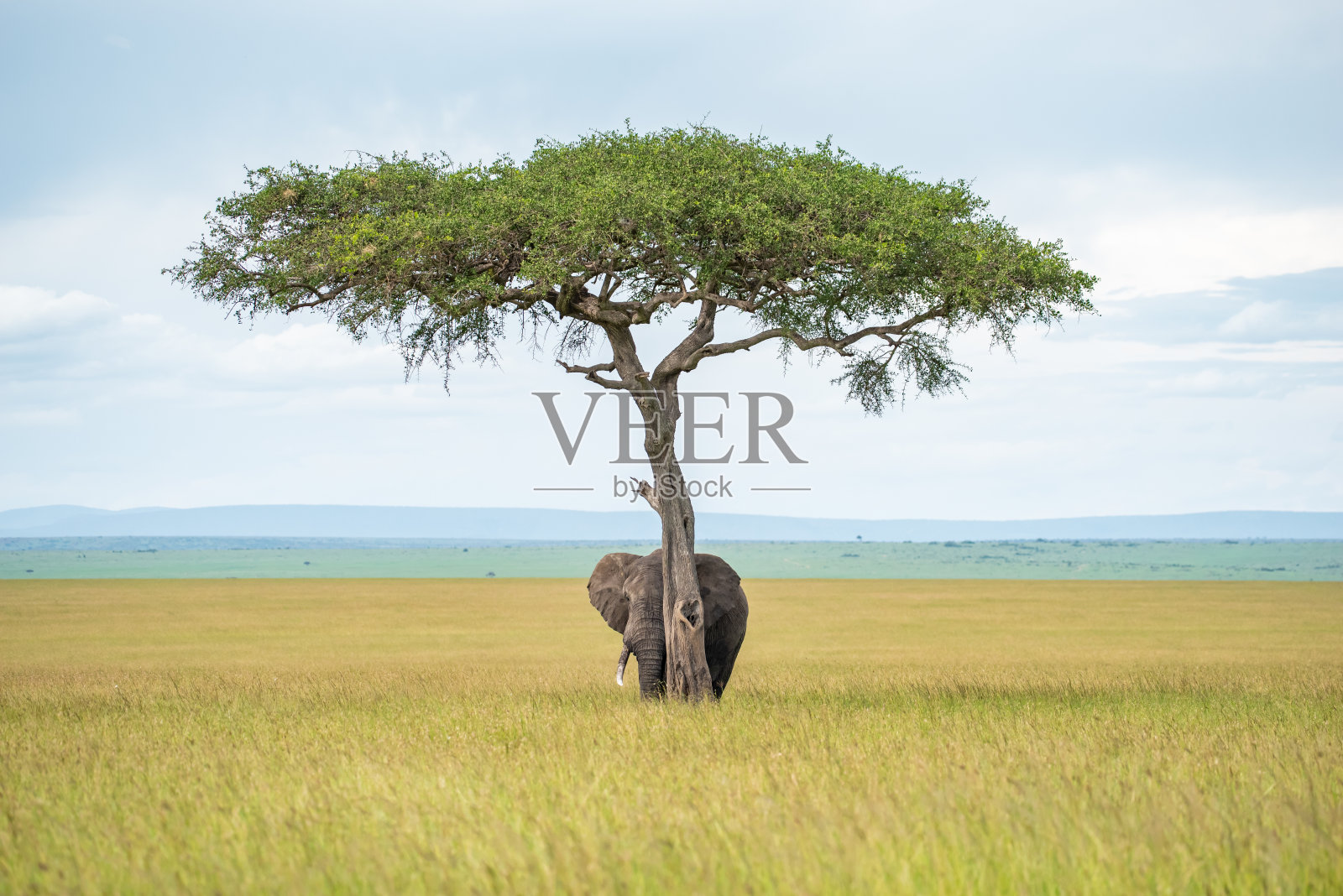 大象躲在树下照片摄影图片