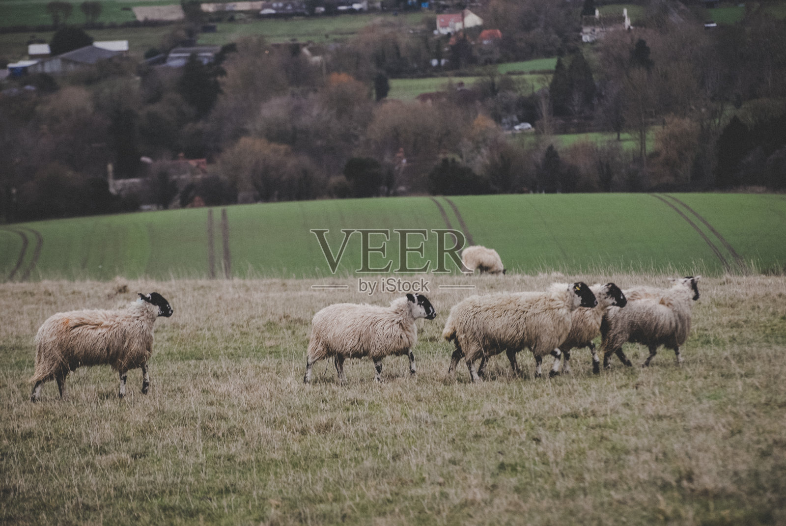 绵羊在牧场上吃草，乌芬顿，牛津郡，英国照片摄影图片