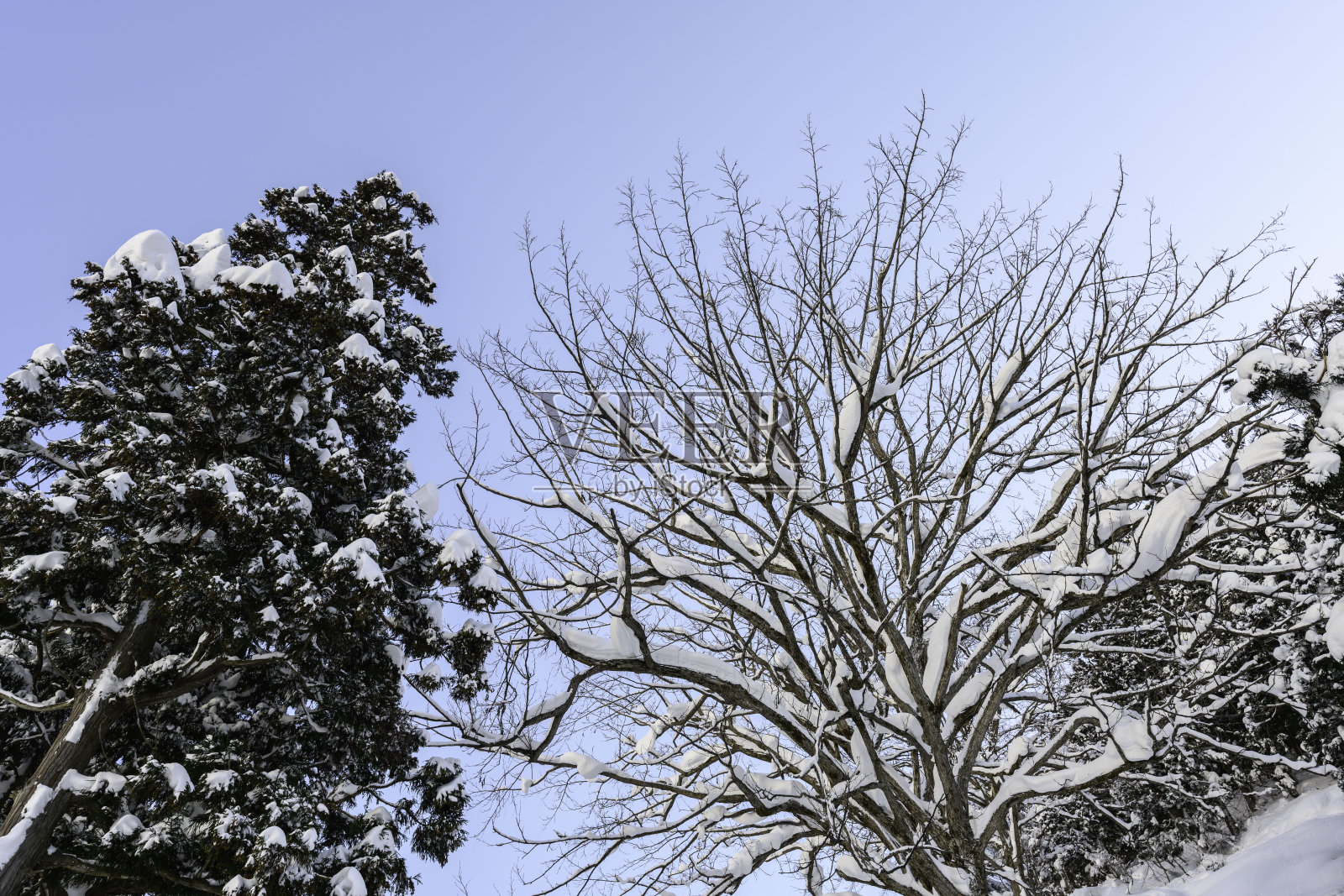 树上的雪是蓝色的天空照片摄影图片